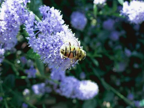 Bee on a flower Stock Photos