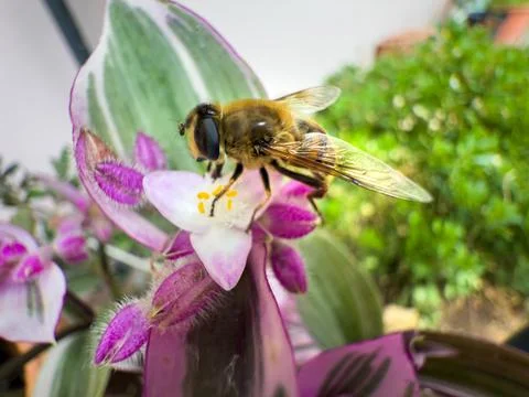 A bee on a flower Stock Photos