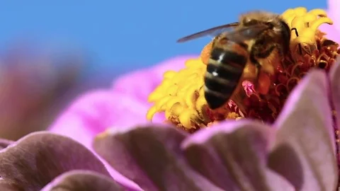 Bee on flower for pollen Stock Footage 79497467