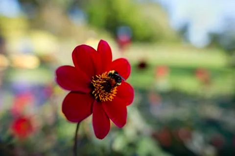 Bee Flower Pollenation Stock Photos