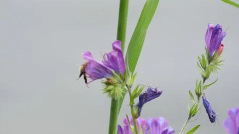 Bee on flower pollination spring slow motion 4k Stock Footage 90361770