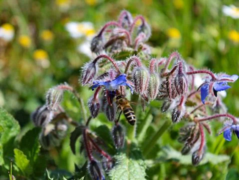 Bee on a flower removing  the pollen. Stock Photos