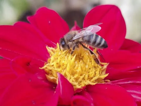 Bee on a flower in Romania Stock Photos
