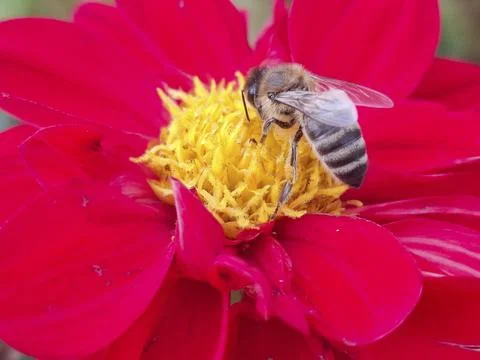 Bee on a flower in Romania Stock Photos