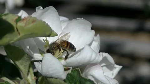Bee in flower side view Stock Footage 123198656