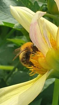 Bee on a flower. Side view Stock Photos