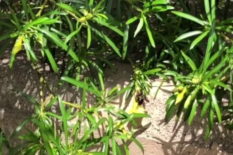 Bee On Flower Slow Motion 4 Stock Footage 96342498
