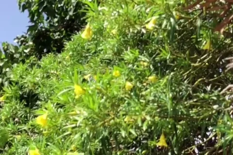 Bee On Flower Slow Motion 5 Stock Footage 96342429
