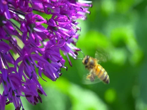 Bee on the flower. Slow motion. Vídeos de archivo 75819794