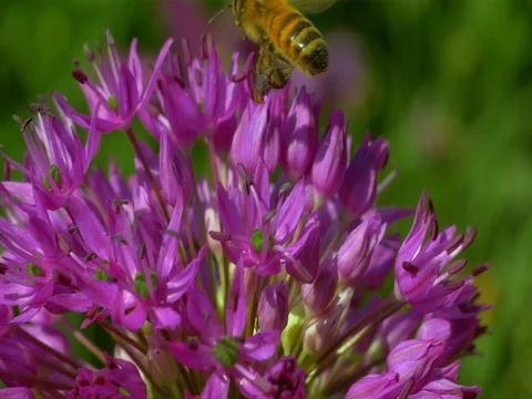 Bee on the flower. Slow motion. Stock Footage 75820058