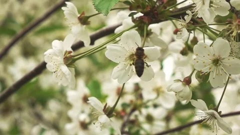 Bee on flower, slow motion Stock Footage 76012012