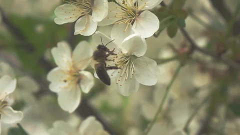Bee on flower, slow motion Stock Footage 76012049