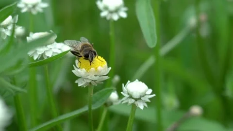 Bee on flower slow motion Stock Footage 142209833