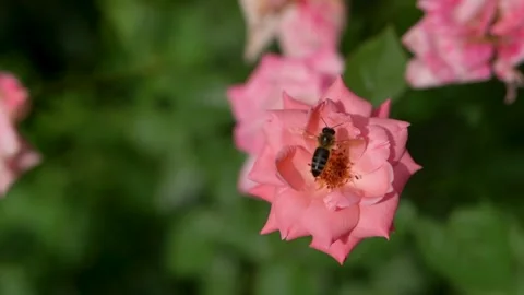 Bee on a flower slow motion Stock Footage 155828238