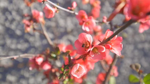 Bee in a flower. Slow motion Stock Footage 158133870
