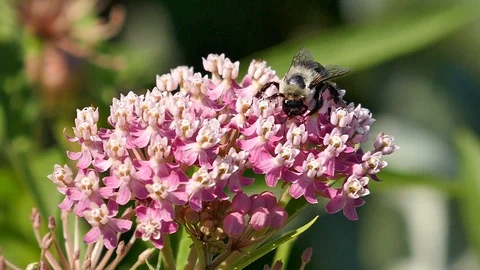 Bee on flower in slow-motion HD Stockbeeldmateriaal 117063652