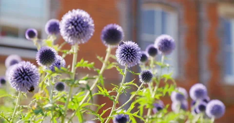 Bee Flower SlowMo Stock Footage 146615703