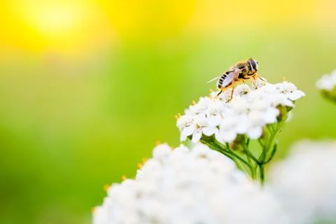 Bee on a flower in spring day Stock Photos