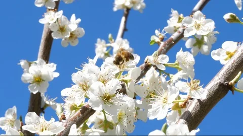 Bee on the flower, in springtime Stock Footage 88180929