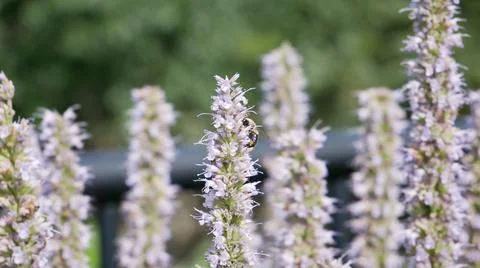 A Bee on a Flower Stalk Stock Photos