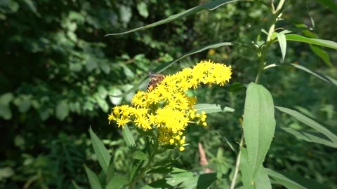 A bee on a flower sucks nectar and collects pollen Stock Footage 341826845