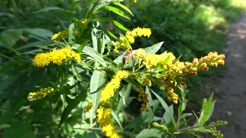 A bee on a flower sucks nectar and collects pollen Stock-Footage 341826898