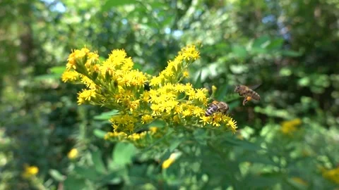 A bee on a flower sucks nectar and collects pollen Stock Footage 341827052