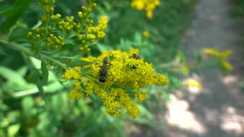 A bee on a flower sucks nectar and collects pollen Stock Footage 341827125