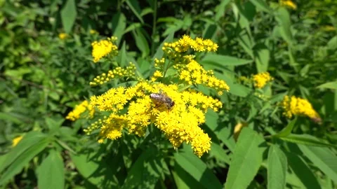 A bee on a flower sucks nectar and collects pollen Stock Footage 341827127