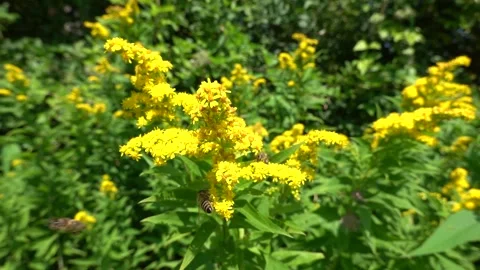 A bee on a flower sucks nectar and collects pollen 스톡 동영상 341827161