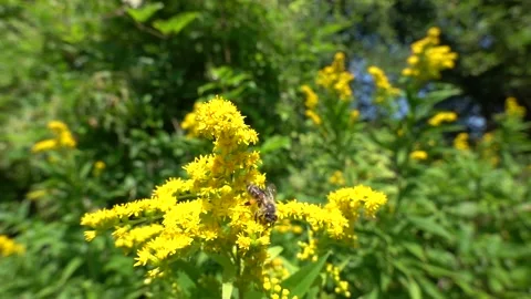 A bee on a flower sucks nectar and collects pollen Stock-Footage 341827264