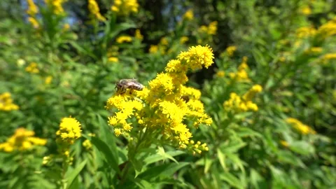 A bee on a flower sucks nectar and collects pollen Stock Footage 341827485