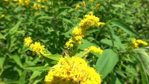 A bee on a flower sucks nectar and collects pollen Stock-Footage 341827642