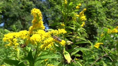 A bee on a flower sucks nectar and collects pollen Stock Footage 341827897