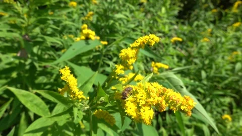 A bee on a flower sucks nectar and collects pollen Stock Footage 341828257