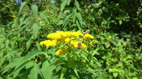A bee on a flower sucks nectar and collects pollen Stock Footage 341828287