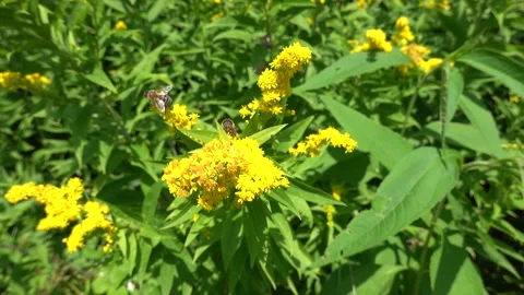 A bee on a flower sucks nectar and collects pollen Stock Footage 341829017
