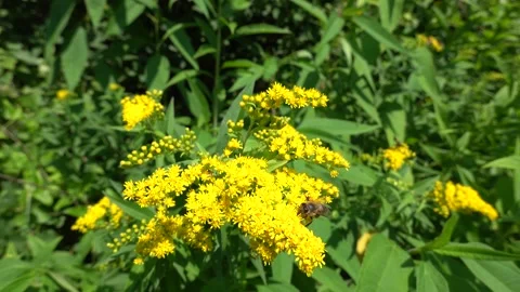 A bee on a flower sucks nectar and collects pollen Video stock 341829109