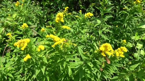 A bee on a flower sucks nectar and collects pollen Stock Footage 341829202