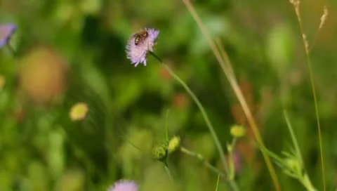 Bee on the flower summer day Stock Footage 11290015