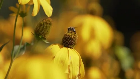 Bee on a flower in summer Video stock 80850526