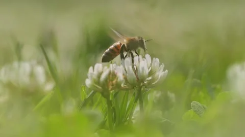 Bee on a flower in a sunny field, pollinating and flying away in slow motion Stock Footage 277023200