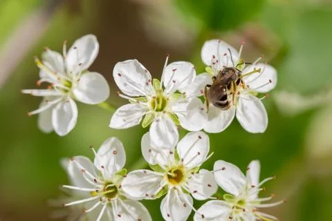 Bee on the flower take nectar Stock Photos