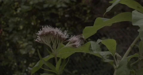 Bee on flower taking flight Stock Footage 159213557