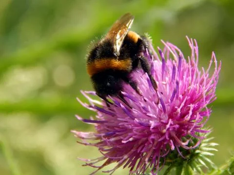 Bee on a flower of thistle close-up Stock Photos
