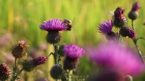 Bee on a flower thistle Vídeos de archivo 67420881