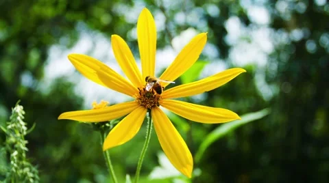 Bee On Flower Topinambur. Close Up. 库存影片 49700882