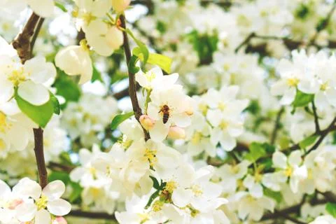 Bee on a flower tree Stock Photos