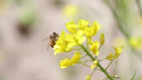 Bee on the flower of a turnip broccoli. Bee collecting pollen. Stock Footage 238629437