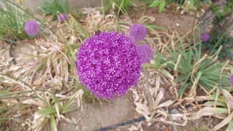 Bee Flower Video 스톡 동영상 336553923